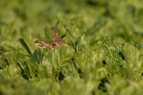 European brown hare (Lepus europaeus) adult animal in a farmland sugar beet crop in summer,