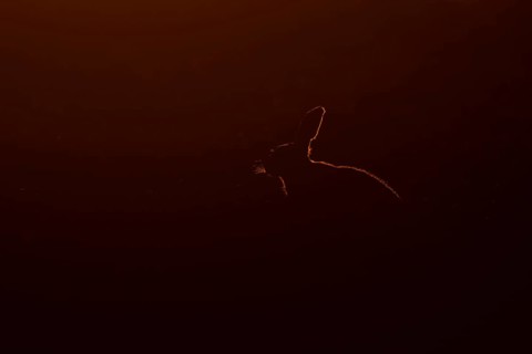 European brown hare (Lepus europaeus) adult animal rim lit from backlighting in a farmland field at