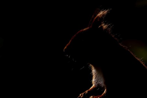 Red squirrel (Sciurus vulgaris) adult animal rim lit with backlighting head portrait, England,