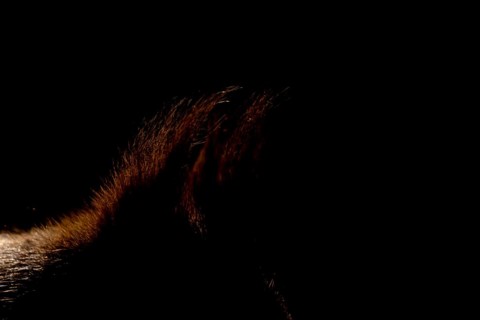 Red squirrel (Sciurus vulgaris) adult animal rim lit with backlighting close up of its ears,