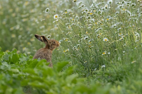 European brown hare (Lepus europaeus) adult animal on the edge of a farmland sugar beet field next