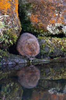 Water vole (Arvicola amphibius) adult animal feeding on a river bank, England, United Kingdom