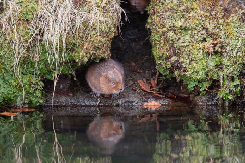 Water vole (Arvicola amphibius) adult animal emerging from a river bank, England, United Kingdom
