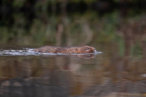 Water vole (Arvicola amphibius) adult animal swimming across a river, England, United Kingdom