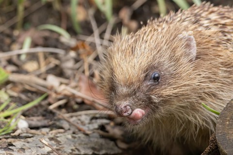 European hedgehog (Erinaceus europaeus) adult animal sticking its tongue out in a garden, England,