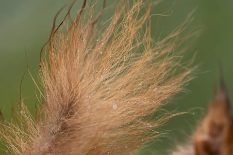 Red squirrel (Sciurus vulgaris) adult animal close up of its bushy tail, England, United Kingdom