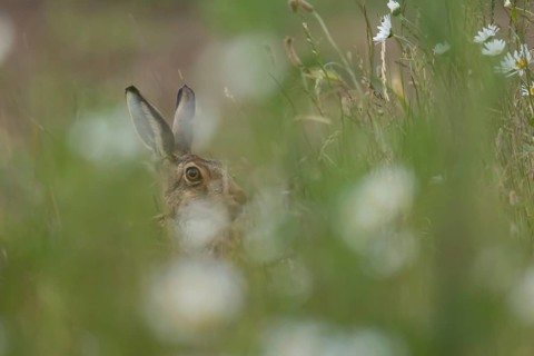 European brown hare (Lepus europaeus) adult animal in long grass with Oxeye daisy flowers in