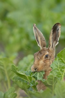 European brown hare (Lepus europaeus) adult animal feeding on a leaf in a farmland sugar beet