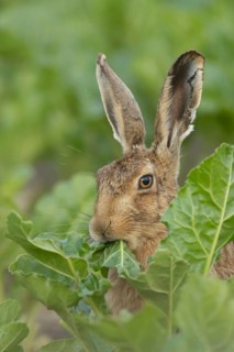 European brown hare (Lepus europaeus) adult animal eating a leaf in a farmland sugar beet field,