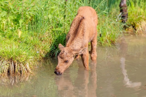 A Moose calf (Alces alces) stands in a shallow stream drinking