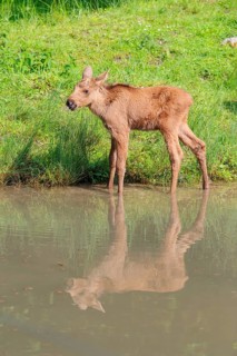 A moose calf (Alces alces) walks along the bank of a shallow stream on a sunny day in search of