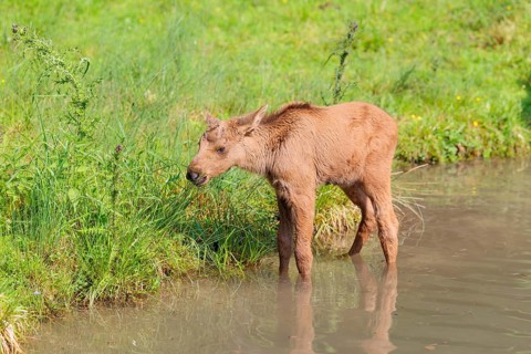 A moose calf (Alces alces) walks along the bank of a shallow stream on a sunny day in search of