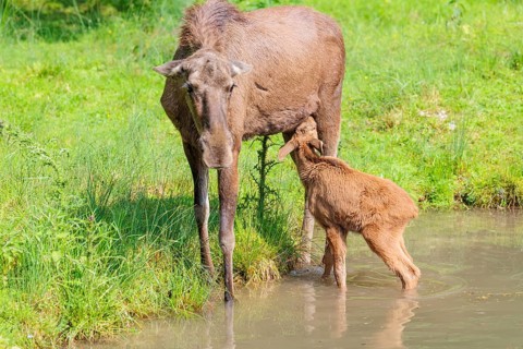 A female moose suckles her calf (Alces alces) on the bank of a shallow stream on a sunny day