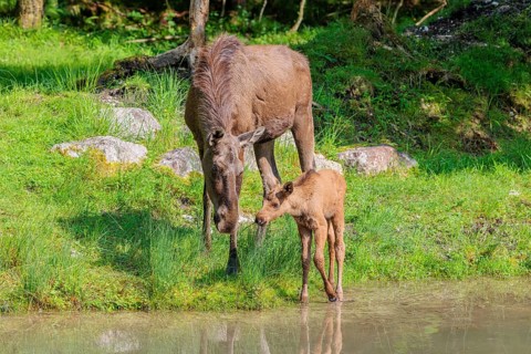 A moose calf and its mother (Alces alces) walk along the bank of a shallow stream on a sunny day in