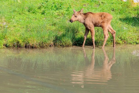 A moose calf (Alces alces) walks along the bank of a shallow stream on a sunny day in search of