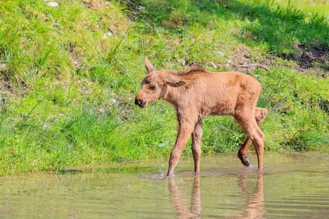 A Moose calf (Alces alces) walks in a shallow stream on a sunny day