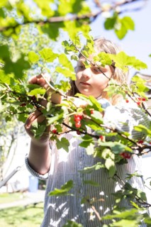 Girl picking redcurrants or currants, Ribes Rubum, Upper Bavaria, Bavaria, Germany