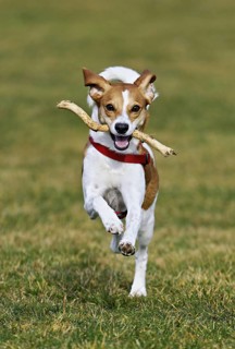 Beagle with branch in mouth jumps across meadow, Switzerland