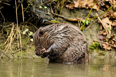 Eurasian beaver, European beaver (Castor fibre), cleaning its face, Canton Zug, Switzerland