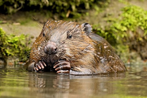 Eurasian beaver, European beaver (Castor fibre), feeding in the water, Canton Zug, Switzerland