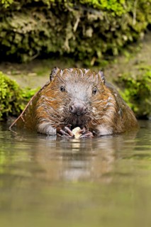 Eurasian beaver, European beaver (Castor fibre), eating an acorn in the water, Canton Zug,