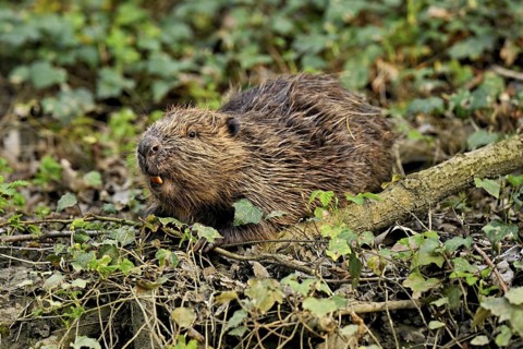 Eurasian beaver, European beaver (Castor fibre), eating leaves on the bank of a stream, Canton Zug,