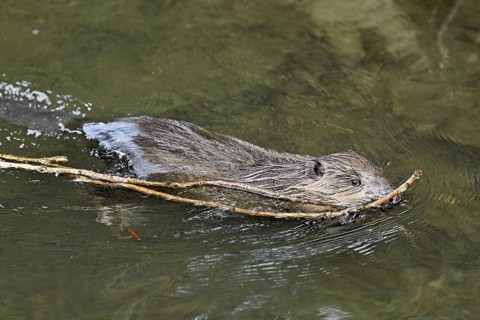 Eurasian beaver, European beaver (Castor fibre), swimming in a stream with a branch in its mouth,