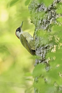 Green woodpecker, grasspecker (Picus viridis), female climbing up the tree trunk, Canton Zug,