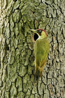 Green woodpecker (Picus viridis), male in front of his breeding cavity on a tree trunk, Canton Zug,