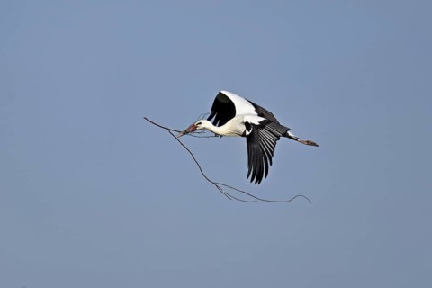 White stork (Ciconia ciconia), with nesting material in its beak in flight, Canton Aargau,