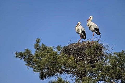 White storks (Ciconia ciconia), pair standing on eyrie, Canton Aargau, Switzerland