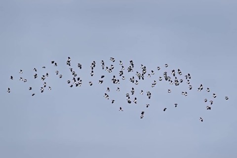 A group of lapwings (Vanellus vanellus) in flight, Flachsee, Canton Aargau, Switzerland