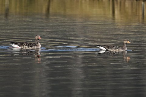 Two greylag geese (Anser anser), swimming on the Flachsee, Canton Aargau, Switzerland
