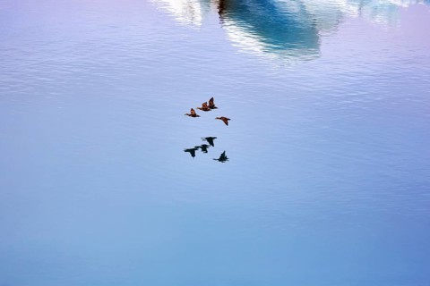 Flock of birds flying over JökulsÃ¡rlÃ³n glacier lagoon, Jökulsarlon, glacial lake, HornafjörÃ°ur,