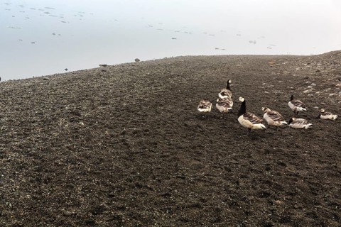 White-fronted geese or barnacle geese (Branta leucopsis), JökulsÃ¡rlÃ³n glacier lagoon,
