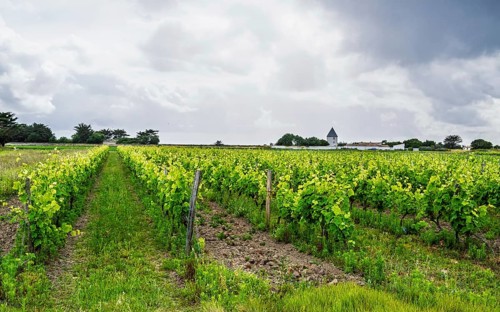 Fields ang Grape plantations, Saint-Clement-des-Baleines, Atlantic, France