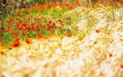 Red poppies in the cereal field, France
