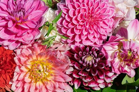Colourful dahlia blossoms, Dahlia, MÃ¼nsterland, North Rhine-Westphalia, Germany
