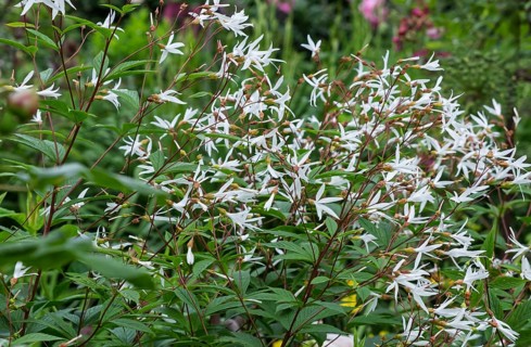 Gillenia trifoliata (Gillenia trifoliata), MÃ¼nsterland, North Rhine-Westphalia, Germany