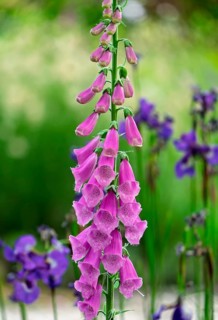 Foxglove (Digitalis purpurea) and Siberian iris, Netherlands
