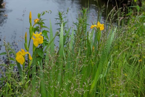 Blooming marsh irises (Iris pseudacorus) at a pond, raindrops, Netherlands