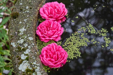 Rose blossoms floating in a pool of water, MÃ¼nsterland, North Rhine-Westphalia, Germany