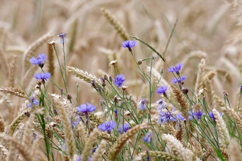 Wheat (Triticum), cornflower (Centaurea cyanus), cornfield, blue, agriculture, ears, harvest time,