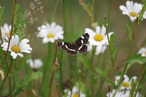 Land carat (Araschnia levana), summer generation, open wings, daisies, garden, flowering, The