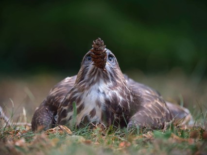 Buzzard playing with pine cones, Berlin, Germany