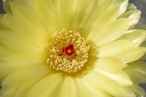 In a woestijnachtige omgeving bloeit een gele cactusbloem. The opvallende felrode stamper stands in