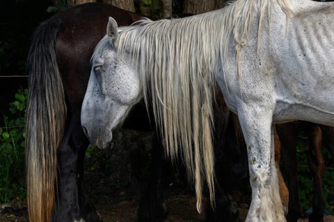 A white pair with long, golden manes are found between a large group of thick and brown pairs. Het