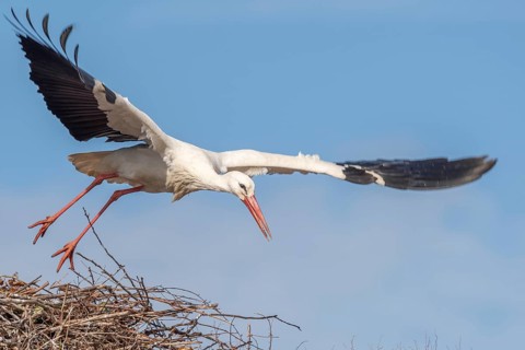Een witte Ooievaar met zwarte vleugelpunten vliegt over een groot nest, met oranje poten