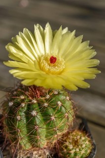 Een cactusplant in de zon bloeit met een heldere gele bloem en een klein rood hart. The cactus is