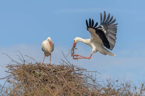 On a heroic day in the Netherlands, two ooievaars come to their nest. Een ooievaar brengt takken en